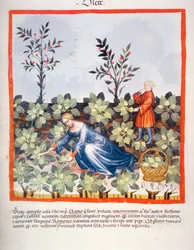 Nova 2644 fol.27r Récolte de feuilles chinoises, du Tacuinum Sanitatis